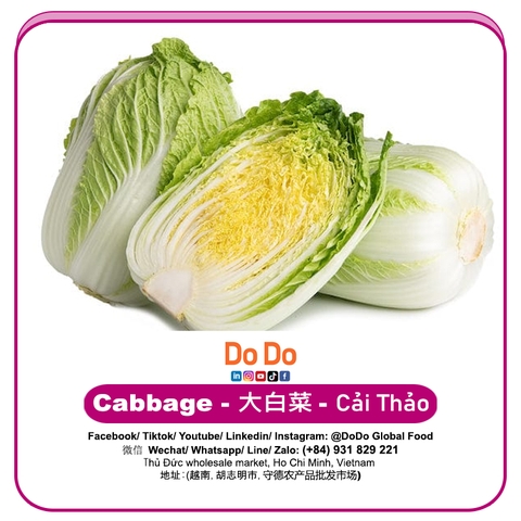 Cải thảo — ảnh chính diện